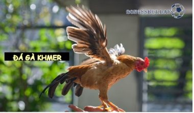 Đá gà khmer - Hình thức cá cược đá gà gây bão 2023